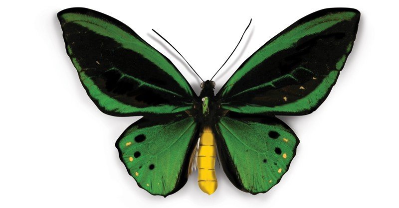 Cairns-Birdwing-Butterfly