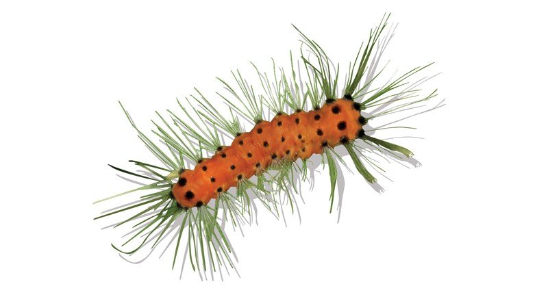 Caterpillar-of-Bamboo-Moth