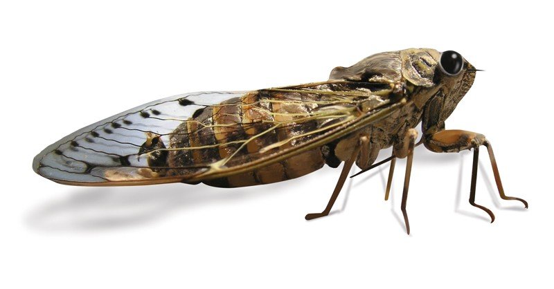 Chorus-Cicada