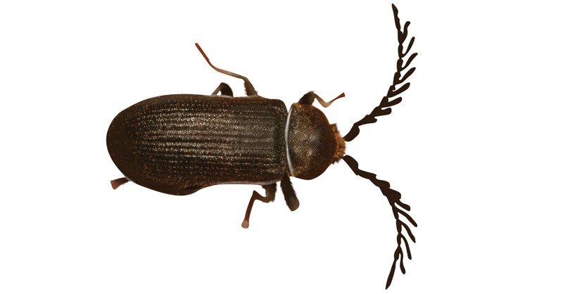 Click-Beetle