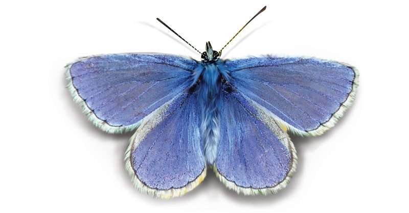 Common-Blue-Butterfly