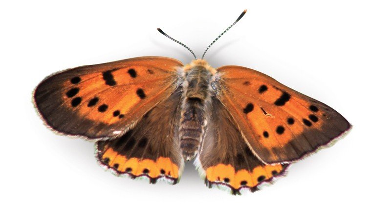 Copper-Butterfly