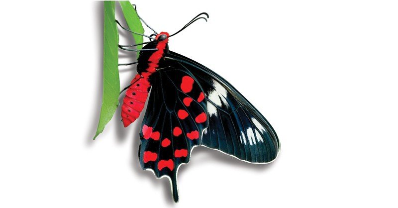 Crimson-Rose-Butterfly