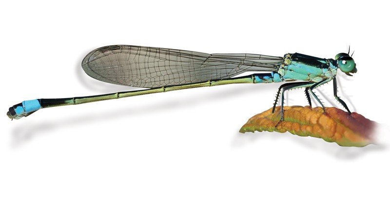 Damselfly
