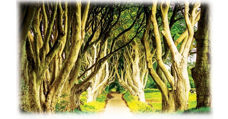 Dark-Hedges