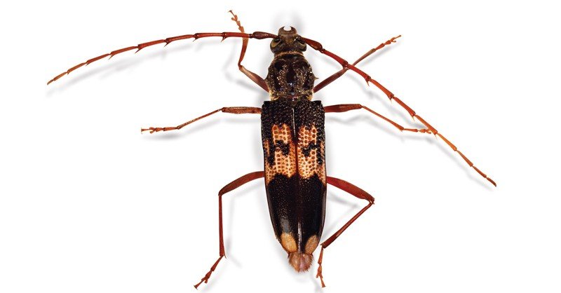 Eucalyptus-Longhorn-Beetle