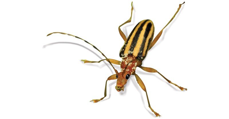 Flower-Longhorn-Beetle