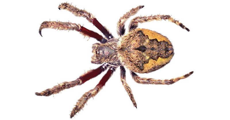 Garden-Orbweb-Spider