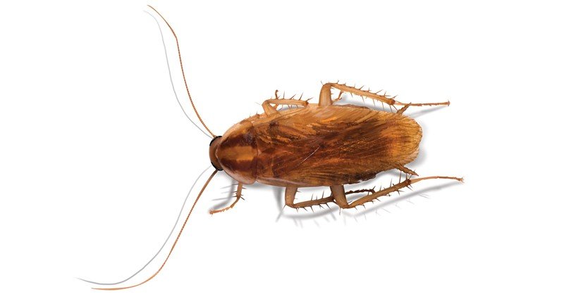German-Cockroach