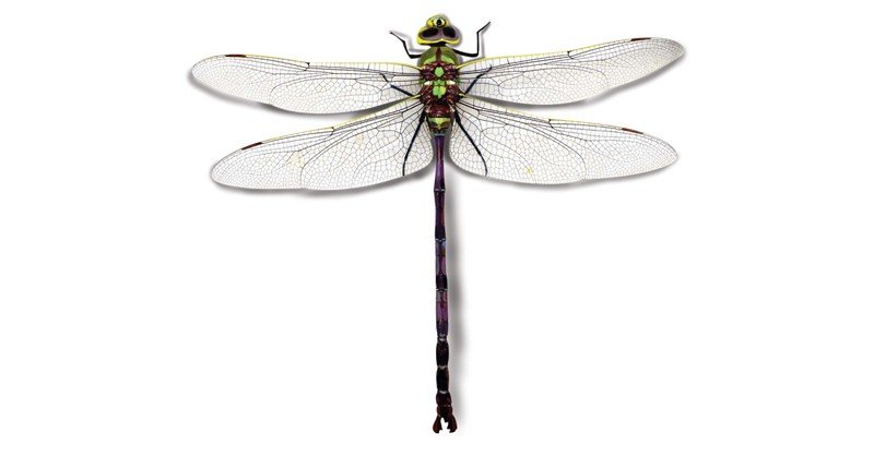 Giant-Dragonfly