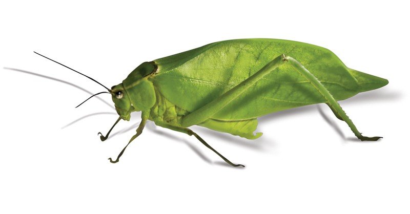 Giant-Katydid