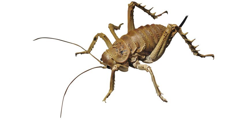 Giant-Weta