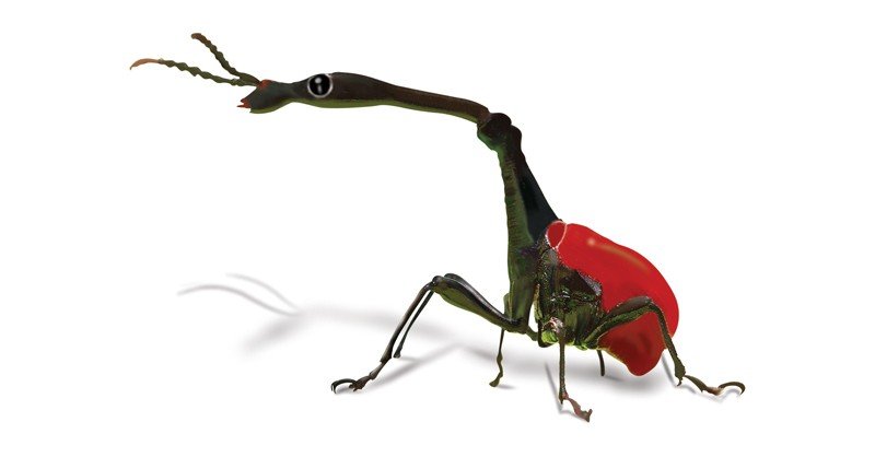 Giraffe-Weevil