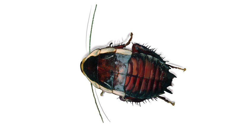 Gisborne-Cockroach