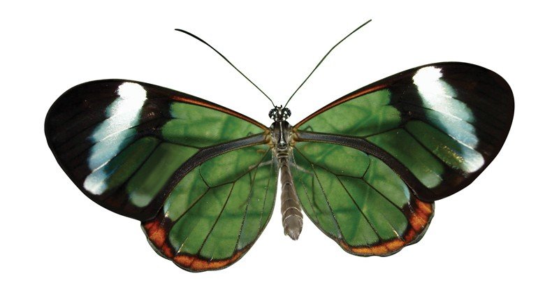 Glass-Winged-Butterfly