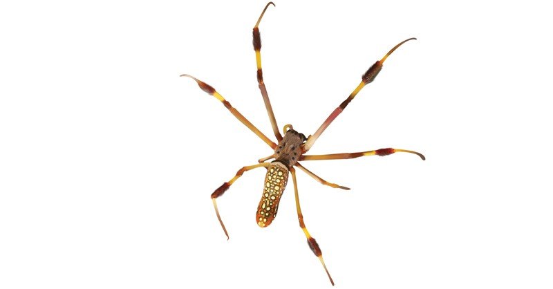 Golden-Orbweb-Spider