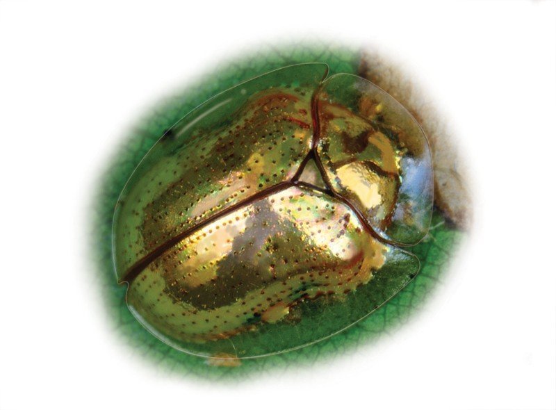 Golden-Tortoise-Beetle