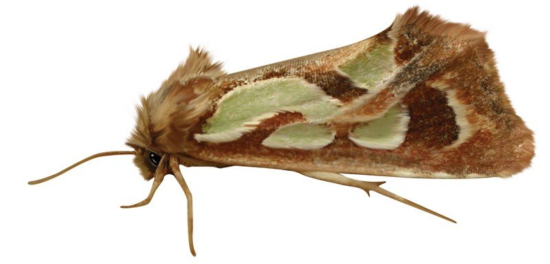 Green-Blotched-Moth
