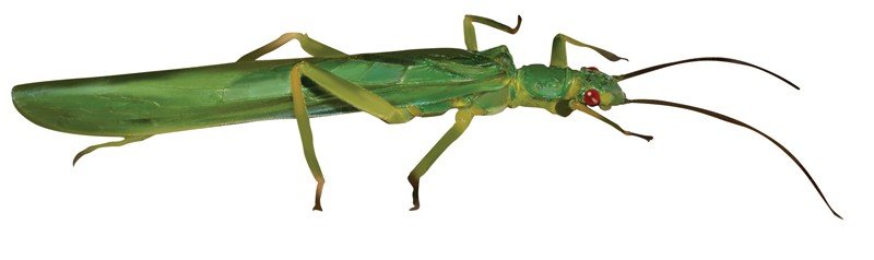 Green-Stonefly