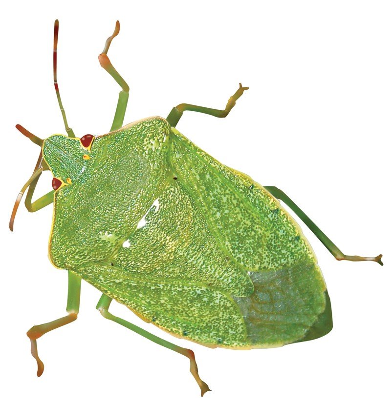 Green-Vegetable-Bug