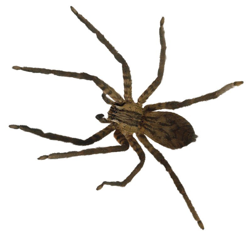 Grey-House-Spider