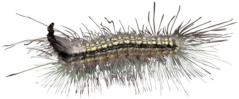 Gum-Leaf-Skeletoniser-Caterpillar