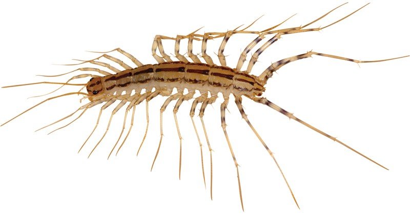 House-Centipede