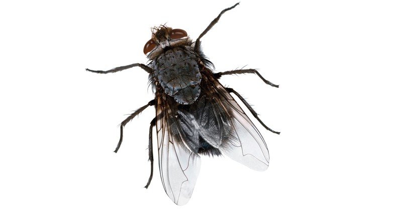 Housefly