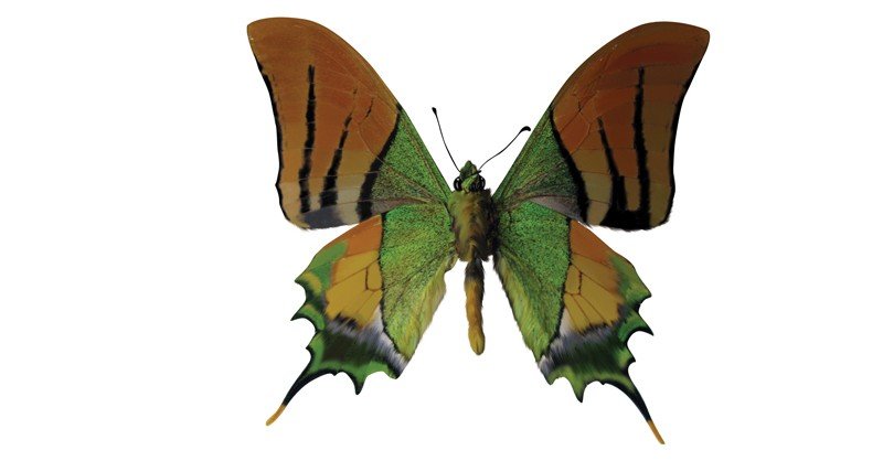 Kaiser-e-Hind-Swallowtail-Butterfly