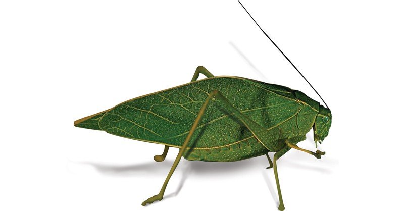 Katydid