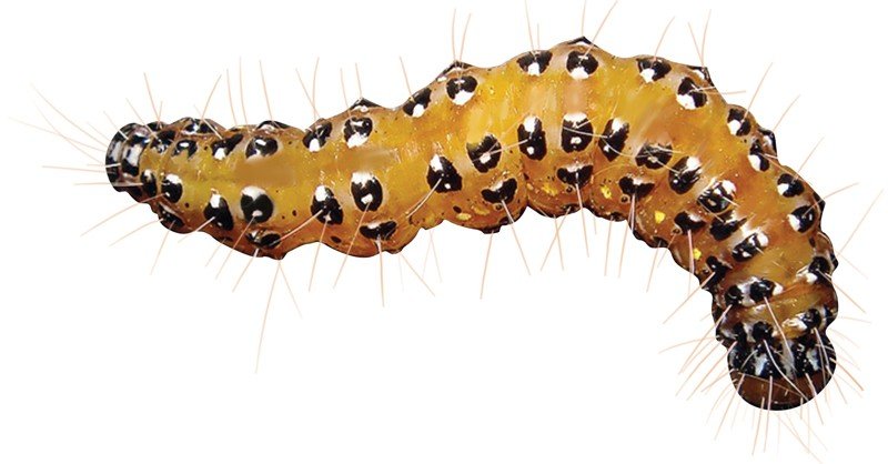 Kowhai-Moth-Caterpillar