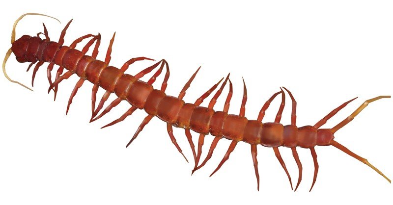 Large-Centipede