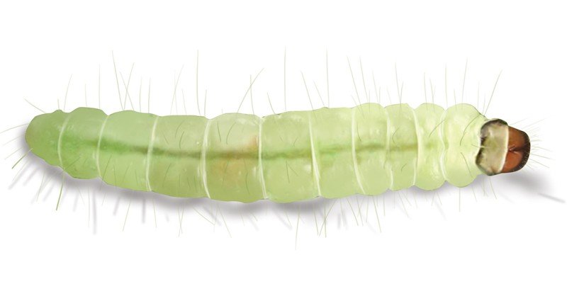 Leafroller-Caterpillar