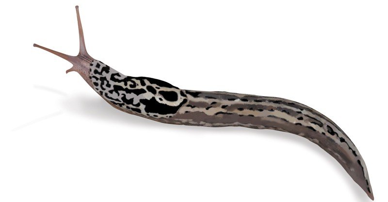 Leopard-Slug