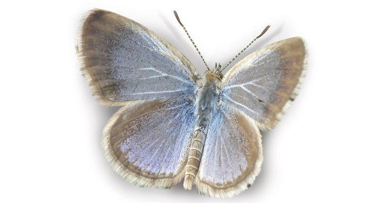 Lesser-Grass-Blue-Butterfly