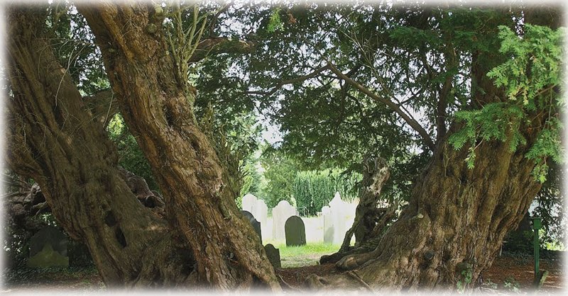 Liangernyw-Yew-Tree