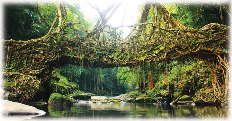 Living-Root-Bridge