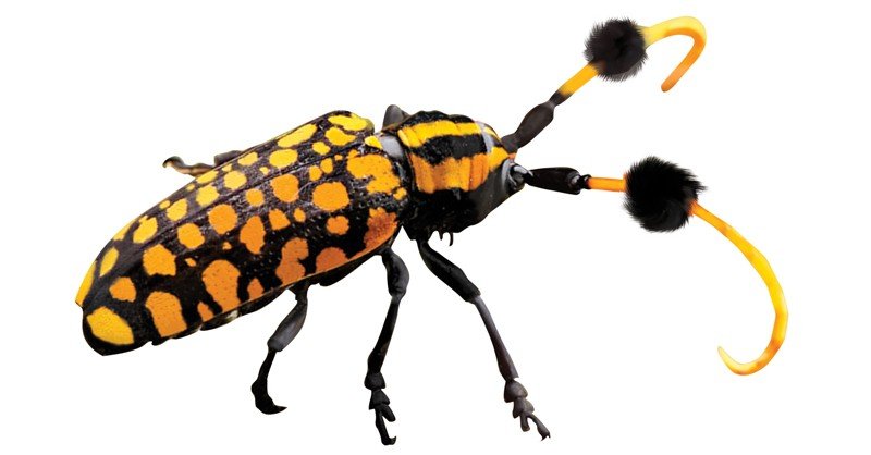 Long-Horn-Beetle