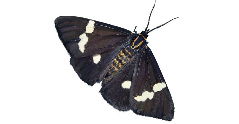 Magpie-Moth