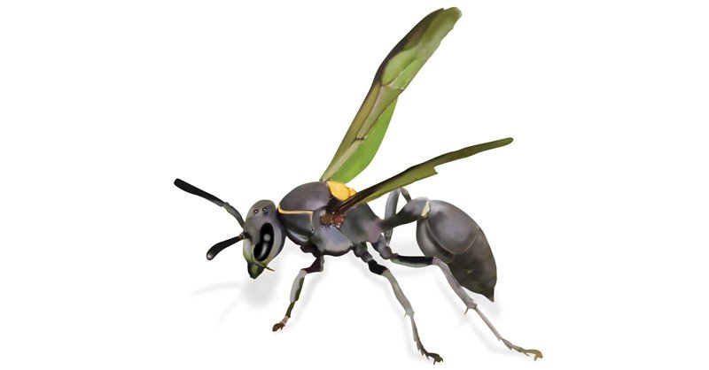 Mason-Wasp
