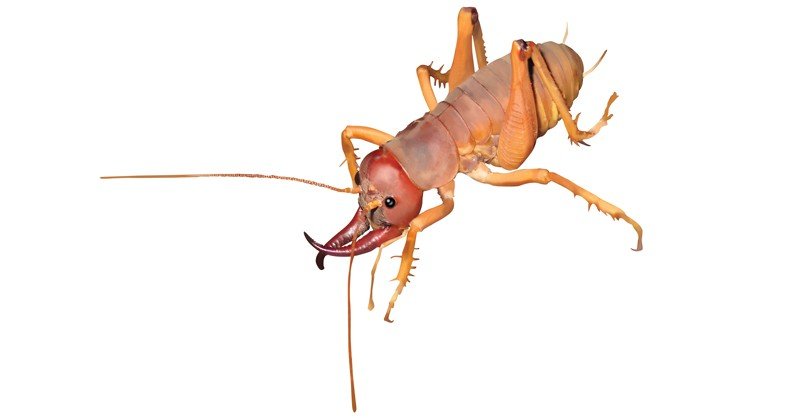 Mercury-Island-Tusked-Weta