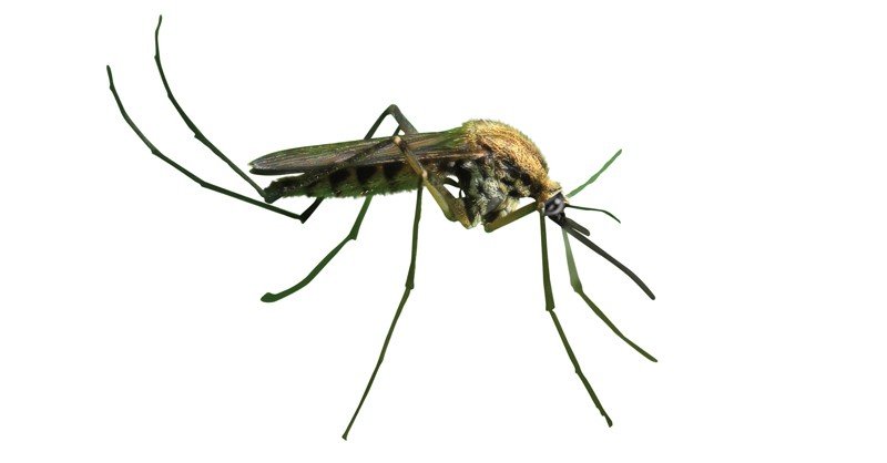 Mosquito