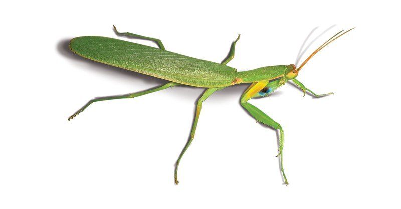 New-Zealand-Praying-Mantis