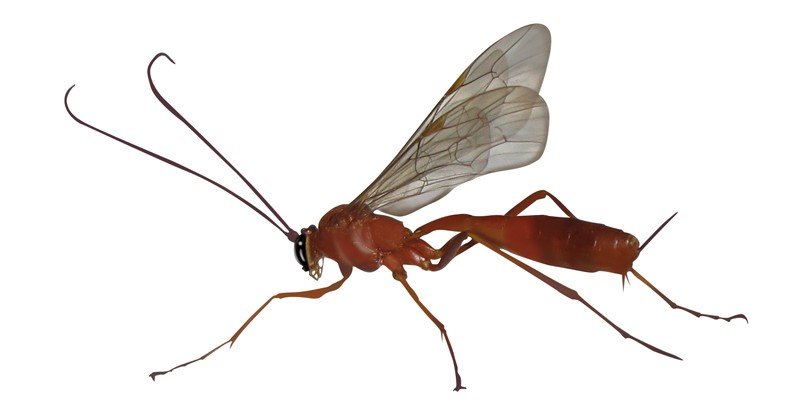 Orange-Ichneumonid-Wasp
