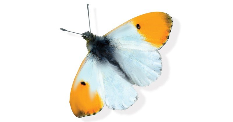Orange-Tip-Butterfly