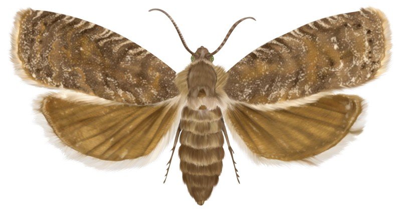 Oriental-Fruit-Moth