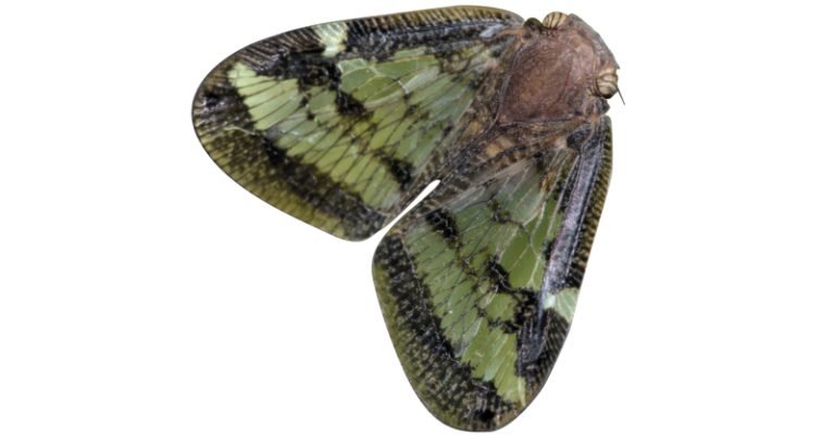 Fluffy Bum Insect Passionvine Hopper - Sawan Books