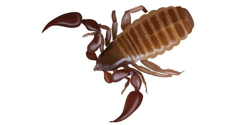 Pseudoscorpion