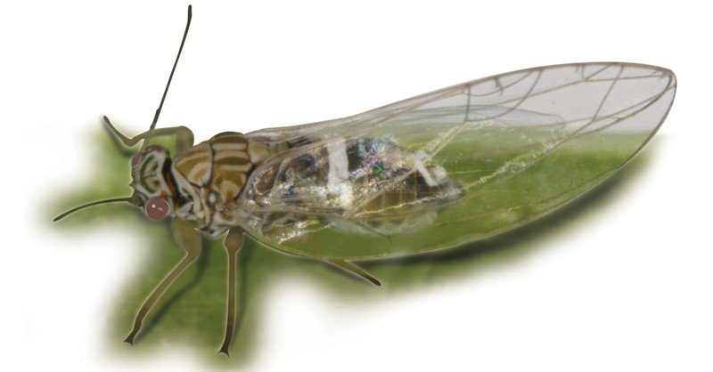 Psyllid