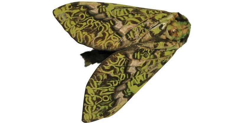 Puriri-Moth